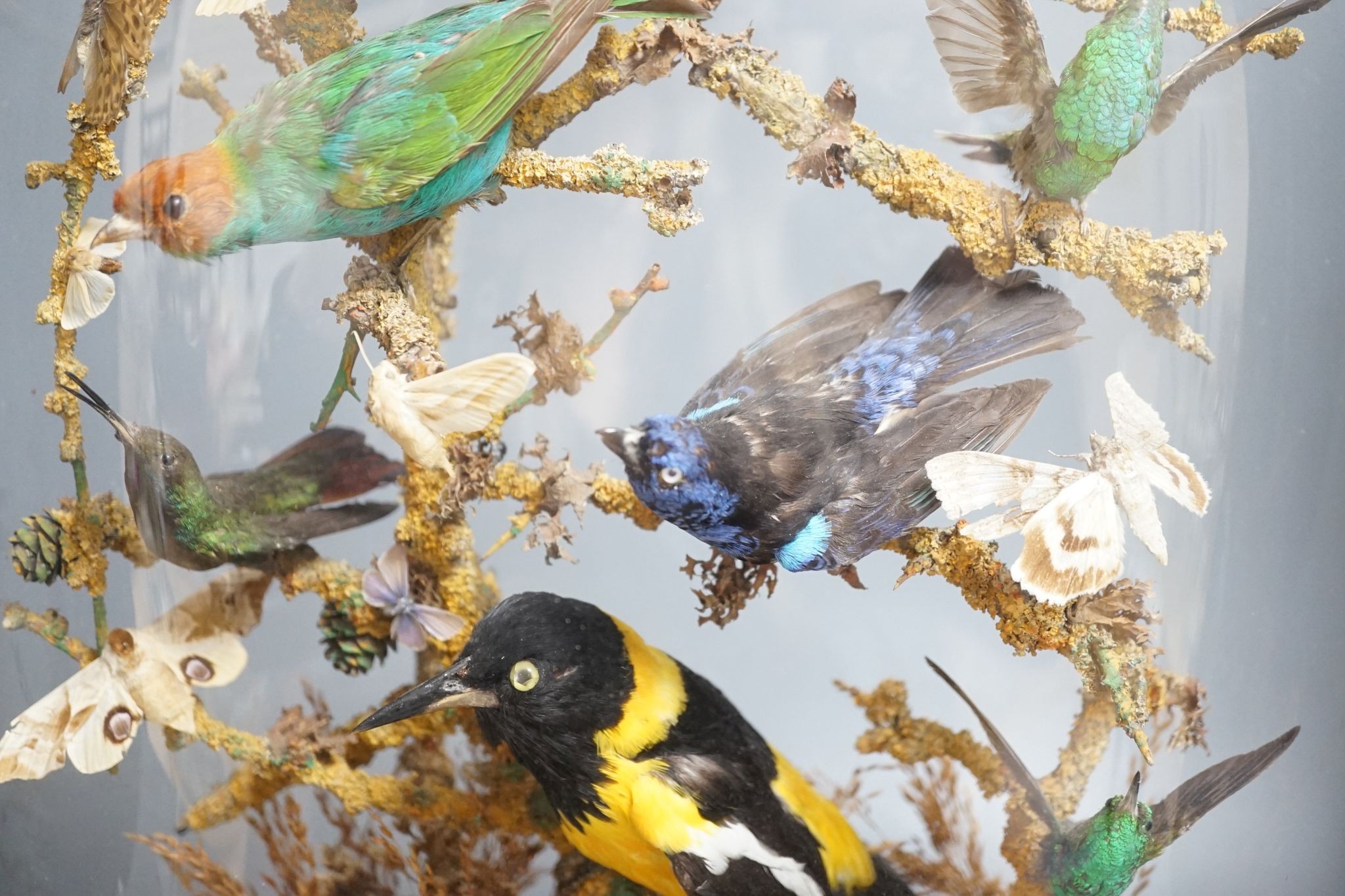 A Victorian menagerie of exotic taxidermic birds and moths, under glass dome, 50cm